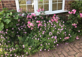 Introduction to the Joyful Gardener’s Blog