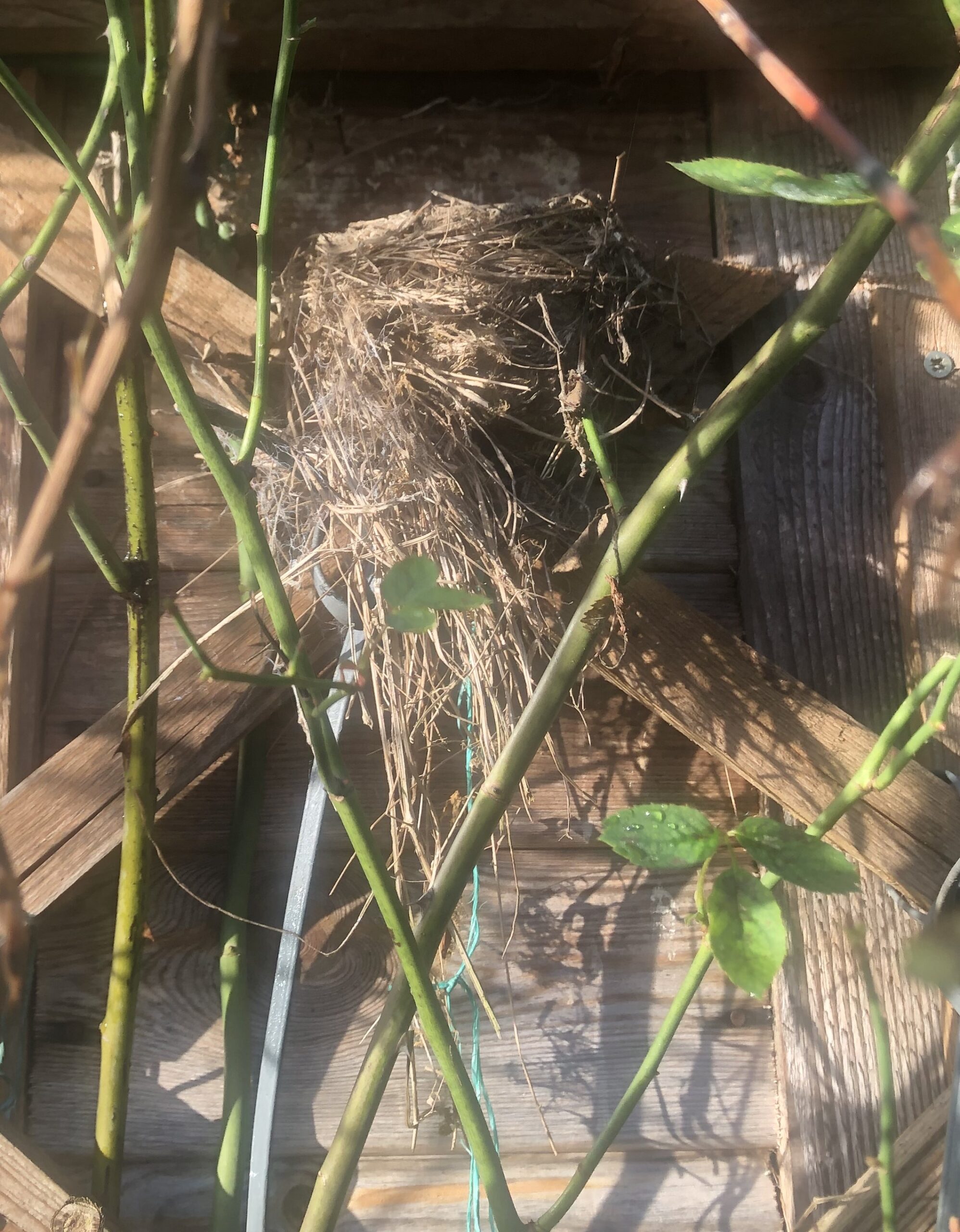 Blackbird nest