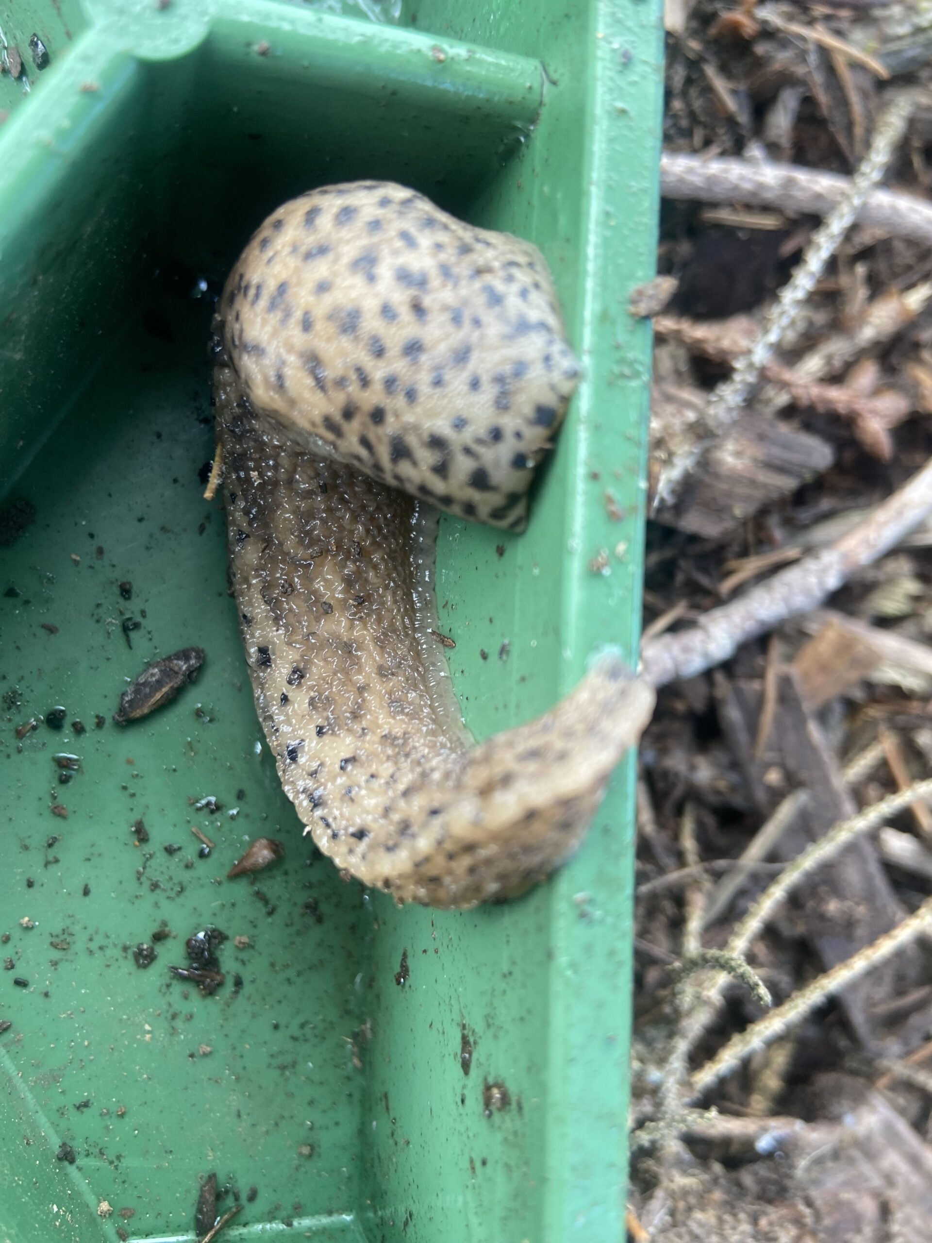 leopard slug