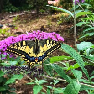swallow tail butterfly