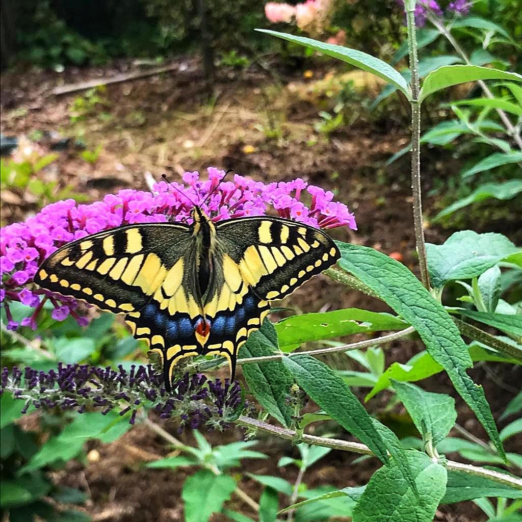 swallow tail butterfly